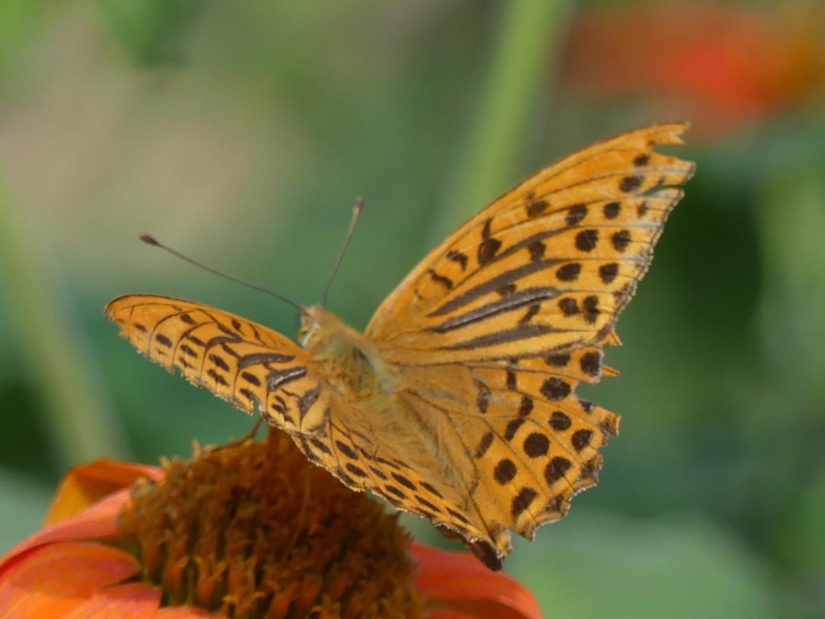 Mas-d'Azil Source Nature מראה חיצוני תמונה