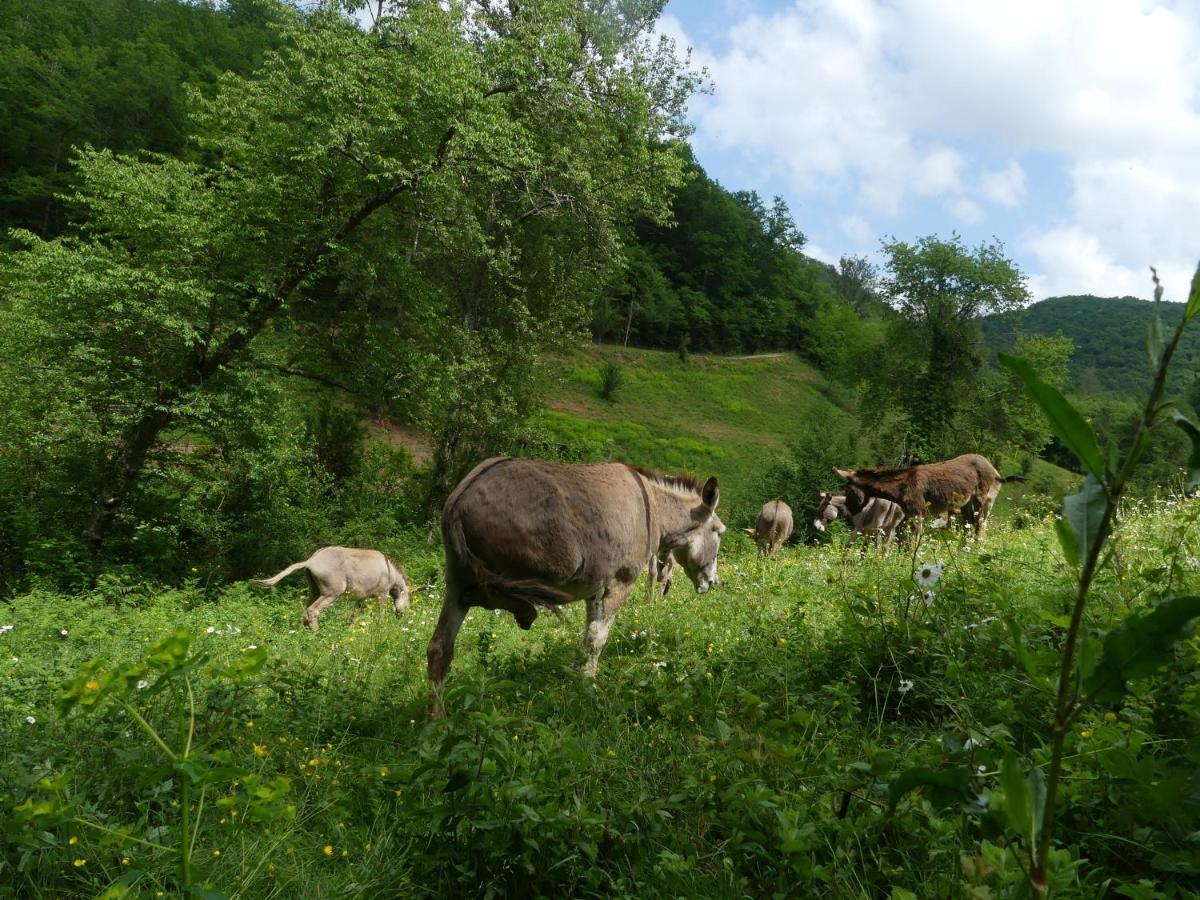 Mas-d'Azil Source Nature מראה חיצוני תמונה